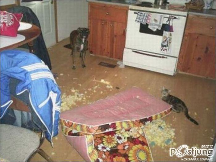 สัตว์เลี้ยงแสนซน!