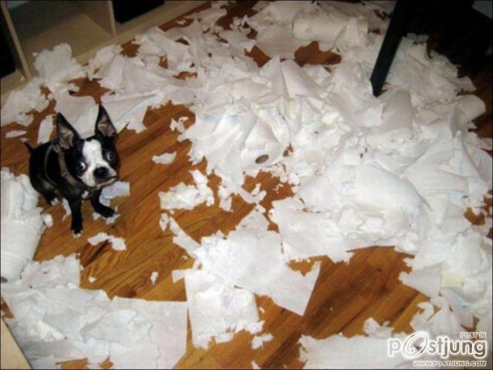 สัตว์เลี้ยงแสนซน!