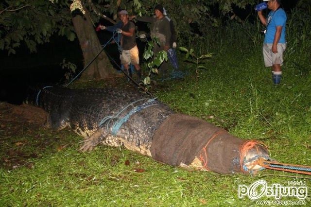 Giant Crocodile @ Philippines