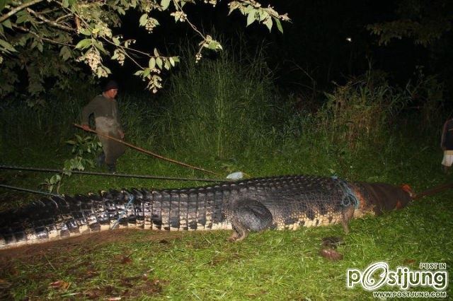 Giant Crocodile @ Philippines