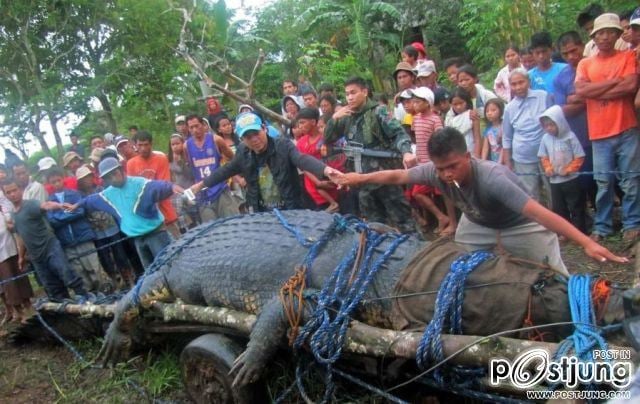 Giant Crocodile @ Philippines