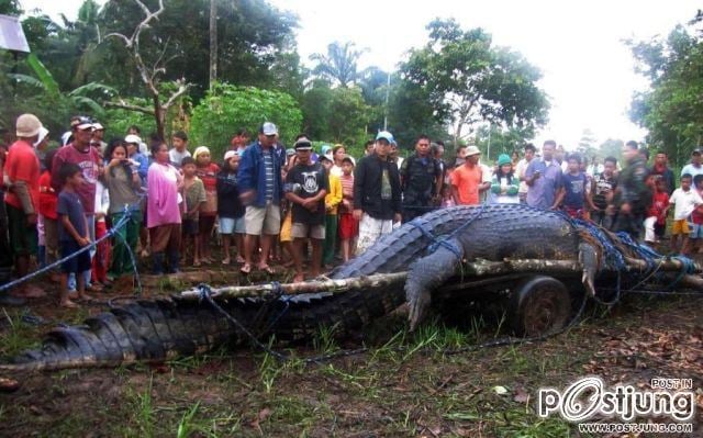 Giant Crocodile @ Philippines