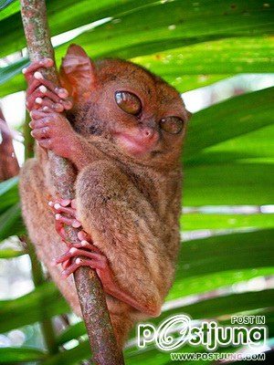 เพลีย(สำเนียงแอล)