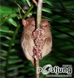 เพลีย (สำเนียง ทรายแก้ว)