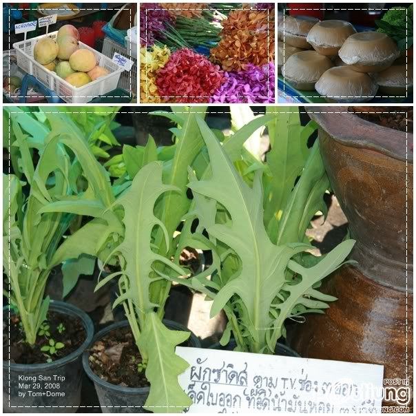 ผักซาดิส