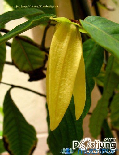 สาวสะดุ้ง