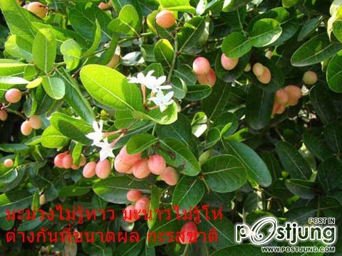 ชื่อแปลก แต่ก้อยังมีอยู่>.<