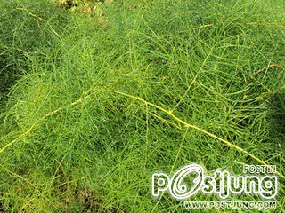 ชื่อแปลก แต่ก้อยังมีอยู่>.<