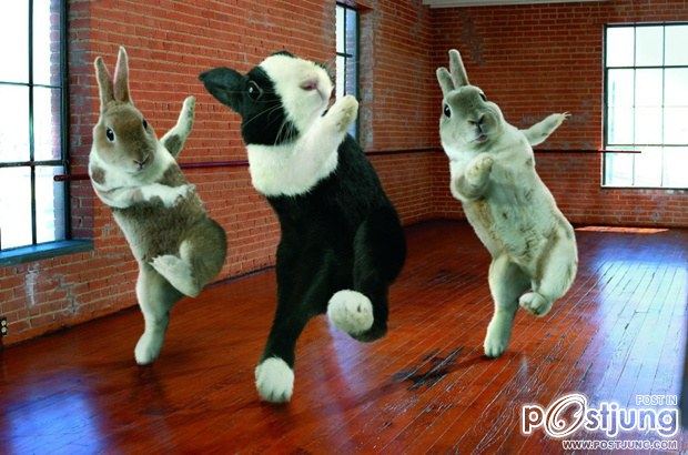 Ballroom Bunnies 2012 : rabbit to dance, super-cute