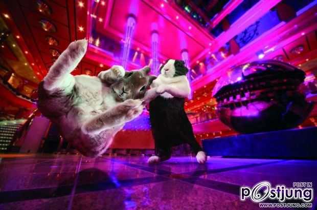 Ballroom Bunnies 2012 : rabbit to dance, super-cute