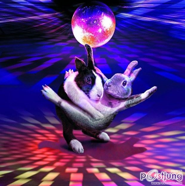 Ballroom Bunnies 2012 : rabbit to dance, super-cute