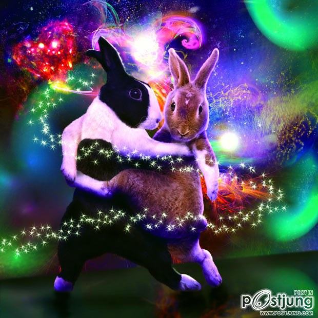 Ballroom Bunnies 2012 : rabbit to dance, super-cute