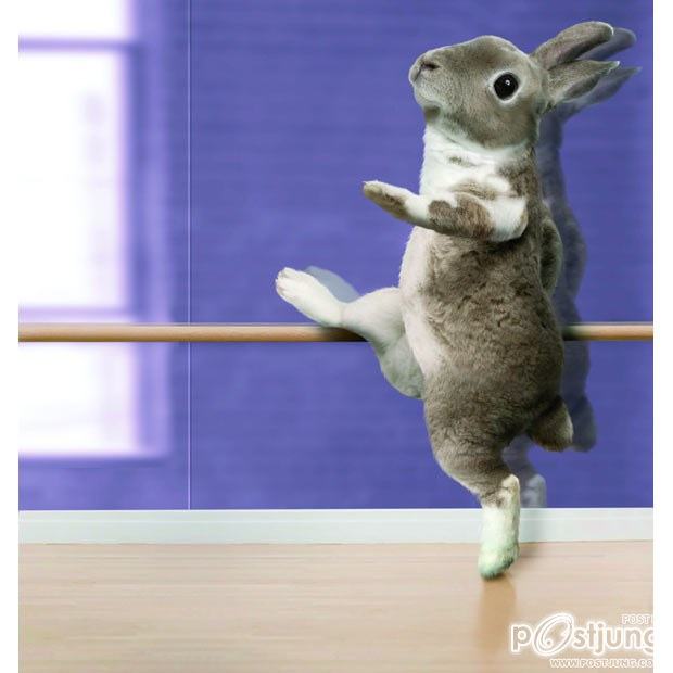 Ballroom Bunnies 2012 : rabbit to dance, super-cute