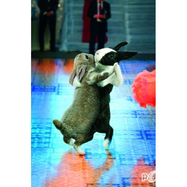 Ballroom Bunnies 2012 : rabbit to dance, super-cute