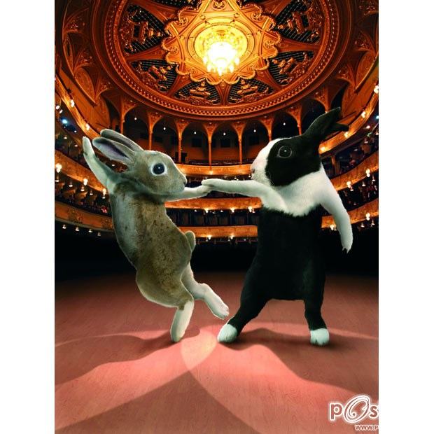 Ballroom Bunnies 2012 : rabbit to dance, super-cute