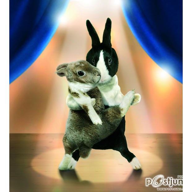 Ballroom Bunnies 2012 : rabbit to dance, super-cute
