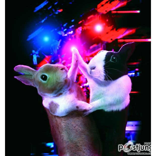 Ballroom Bunnies 2012 : rabbit to dance, super-cute