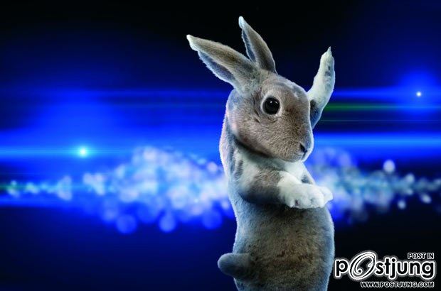 Ballroom Bunnies 2012 : rabbit to dance, super-cute