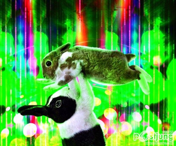 Ballroom Bunnies 2012 : rabbit to dance, super-cute