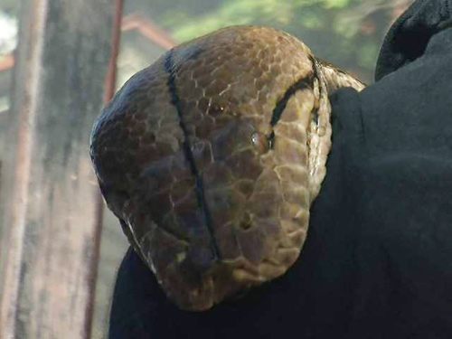 กินเนสส์ บุค เตรียมบันทึก งูเหลือมยักษ์ เจ้าของสถิติโลก ยาว 25 ฟุต