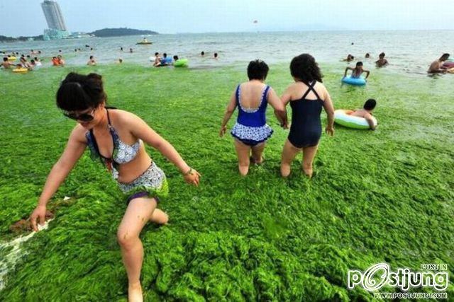 ไปเล่นทะเลสาหร่ายที่ประเทศจีนกันครับ