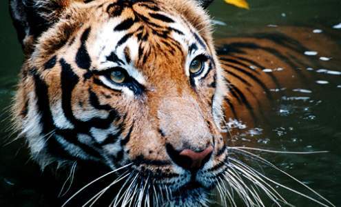 Tiger vs Lion สองเพชรฆาตรสัตว์สี่เท้า