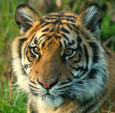 Tiger vs Lion สองเพชรฆาตรสัตว์สี่เท้า