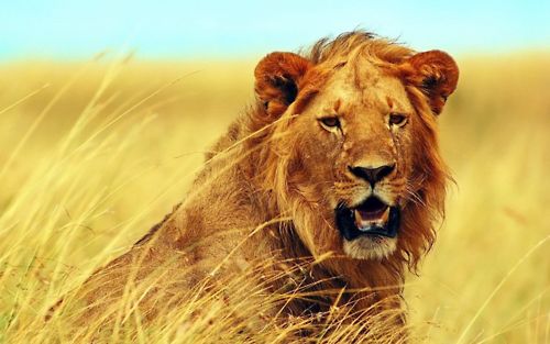 Tiger vs Lion สองเพชรฆาตรสัตว์สี่เท้า