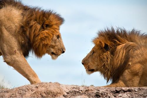 Tiger vs Lion สองเพชรฆาตรสัตว์สี่เท้า