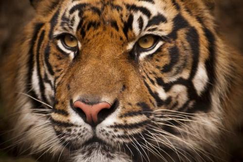 Tiger vs Lion สองเพชรฆาตรสัตว์สี่เท้า