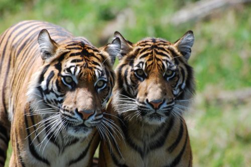 Tiger vs Lion สองเพชรฆาตรสัตว์สี่เท้า