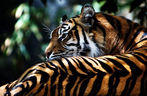 Tiger vs Lion สองเพชรฆาตรสัตว์สี่เท้า