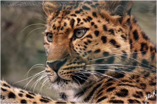 Tiger vs Lion สองเพชรฆาตรสัตว์สี่เท้า