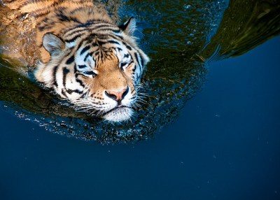 Tiger vs Lion สองเพชรฆาตรสัตว์สี่เท้า