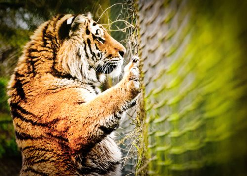 Tiger vs Lion สองเพชรฆาตรสัตว์สี่เท้า