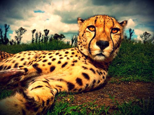 Tiger vs Lion สองเพชรฆาตรสัตว์สี่เท้า