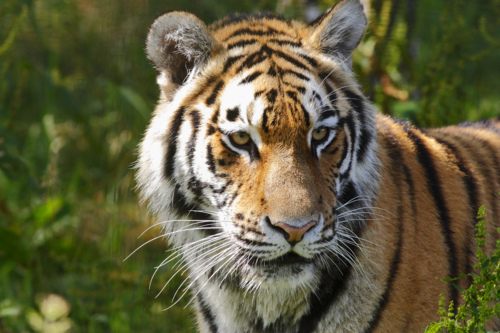 Tiger vs Lion สองเพชรฆาตรสัตว์สี่เท้า