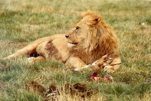 Tiger vs Lion สองเพชรฆาตรสัตว์สี่เท้า