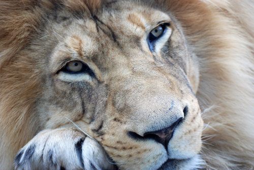 Tiger vs Lion สองเพชรฆาตรสัตว์สี่เท้า