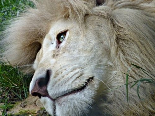 Tiger vs Lion สองเพชรฆาตรสัตว์สี่เท้า