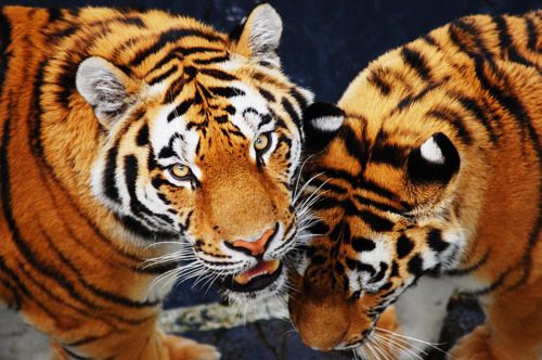 Tiger vs Lion สองเพชรฆาตรสัตว์สี่เท้า