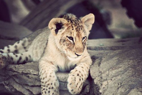 Tiger vs Lion สองเพชรฆาตรสัตว์สี่เท้า