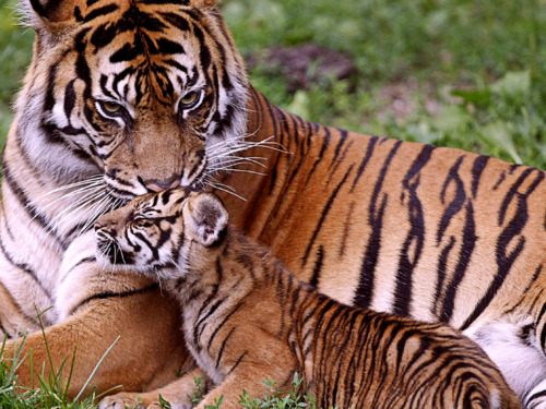 Tiger vs Lion สองเพชรฆาตรสัตว์สี่เท้า