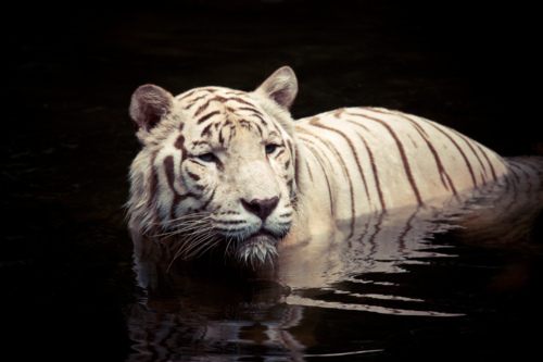 Tiger vs Lion สองเพชรฆาตรสัตว์สี่เท้า