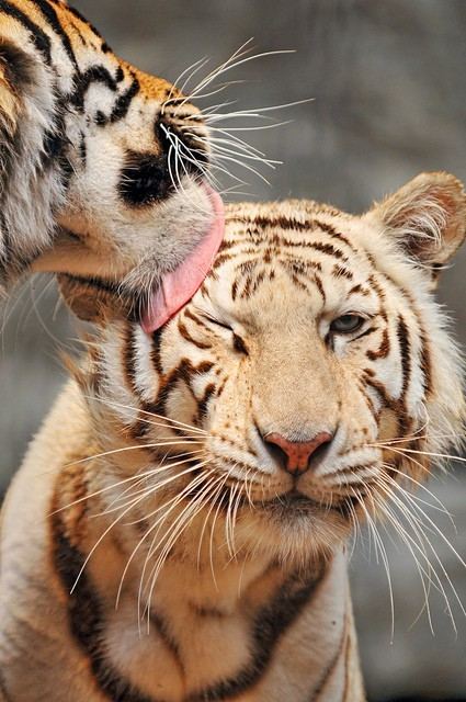Tiger vs Lion สองเพชรฆาตรสัตว์สี่เท้า