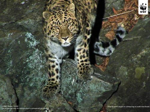 Tiger vs Lion สองเพชรฆาตรสัตว์สี่เท้า