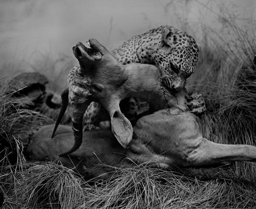 Tiger vs Lion สองเพชรฆาตรสัตว์สี่เท้า