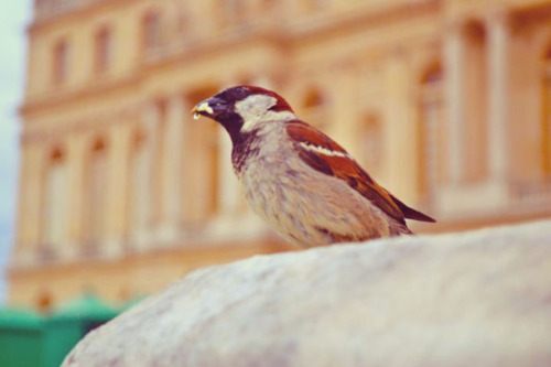 พระราชวังเเวร์ซาย (Versailles Palace)