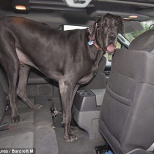 The World's Biggest Dog, Ever?