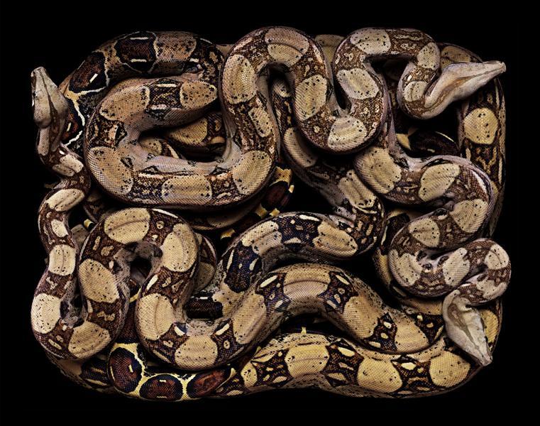 หลากสีสันความงามบนตัวงู